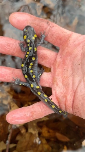 Catching Colorful Salamanders!