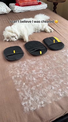 🐾 Fur-free home in seconds! The PurePath™ Hair Remover Glove is the easiest way to clean pet hair off couches, carpets, and clothes. Swipe, lift, and go—no mess, no fuss! 🧤 | PurePath