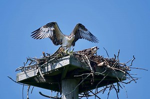 Osprey Cam - The Great Bay National Estuarine Research Reserve (GBNERR)