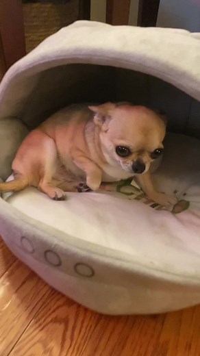 Adorable Chihuahua's Bashful Reaction to Fart - Cute Puppy Video