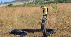 To największy jadowity wąż na świecie. Może zajrzeć człowiekowi w oczy
