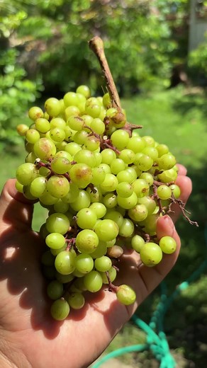 Mengenal Anggur Hutan: Rasa, Khasiat, dan Mitos