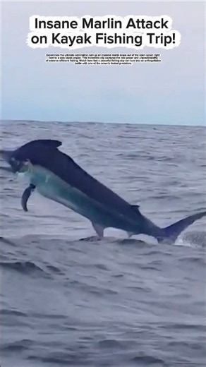 Marlin_Insane Marlin Attack on Kayak Fishing Trip!
