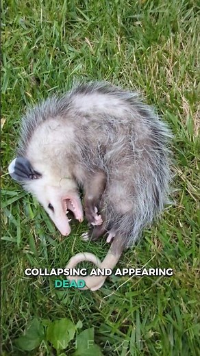 Opossum: Plays Dead to Survive 😅