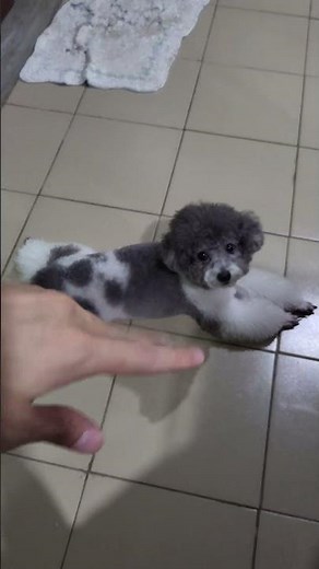 Why Do they Sploot on the Floor?🦮