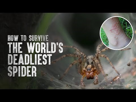 How to Survive the World's Deadliest Spider