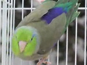 Green Pacific Parrotlets: Jude's Musical - Parrotletbirds