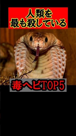 99%が知らない…人類を一番殺している毒蛇ランキングTOP5