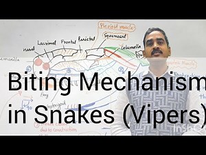 Biting Mechanism in Snakes