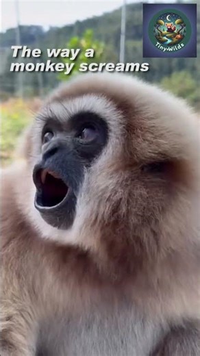 The way a monkey screams