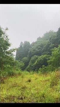 深い森の雨音とカエル・鳥の鳴き声|Natural sounds|自然音🌱
