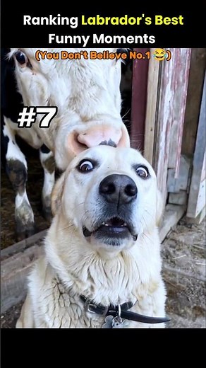 Top 10 Funniest Labrador Moments That Are Too Funny 😂 #compilation #labrador #pets