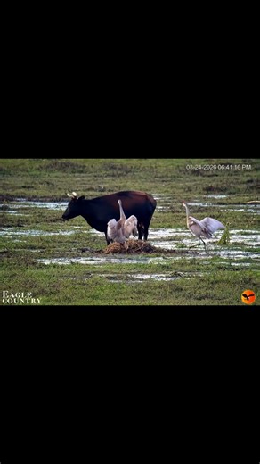 River Police vs. Curious Cow! 🐮🪺 #Shorts | DON'T MESS WITH THE NEST!