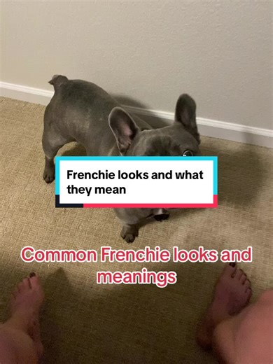 Commom frenchie looks and what they mean: 1) I am content, give me all the attention please 2) I am hungry give me a treat please 3) Trying not to fall asleep but am really tired 4) Treat Treat Treat #frenchielifestyle🐶❤️🥰 #frenchbulldog #doglifelover #frenchielovers🐾 #frenchielove #dogmom #frenchiesociety #dogmomlife🐾🐶 #ChicasMalas