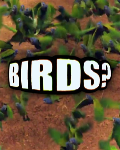 Where Are the Birds? Fun Parrot Footage!