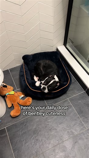 sleep sleep = more sleep #puppy #postsurgeryrecovery #bostonterrier #sleepypuppy #cute