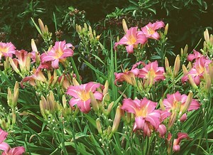 Comment multiplier l'hémérocalle par division de touffes