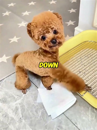The day of a smart dog reveals the true thoughts of dogs #Dog #Daily Life