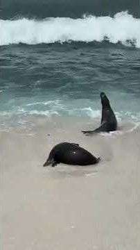 動画編集🔰8本目 ガラパゴス諸島エクアドル #shorts #equador #galápagos #galapagos
