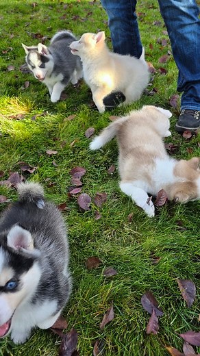6 weeks old! These 4 Pomsky boys are so much fun and so sweet. ❤️ Cjwhitespoms.com https://my.gooddog.com/cj-whites-poms-and-pomskies-washington #pomskies #pomsky #pomskypuppy #pomskylife #pomskylove #pomskynation #dogsofinstagram #pomskiesofinstagram #pomskysofinstagram #minihusky #dog #husky #pomskyworld #pomskydog #puppy #dogoftheday #pomskypuppies #pomskyofinstagram #puppylove #puppiesofinstagram #huskymix #pomeranian #puppies #doglife #dogstagram #huskypuppy #instadog #dogs #pomskybreeder #