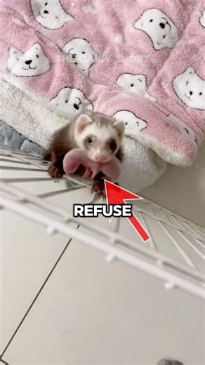 A Ferret’s Instinctive Behavior!