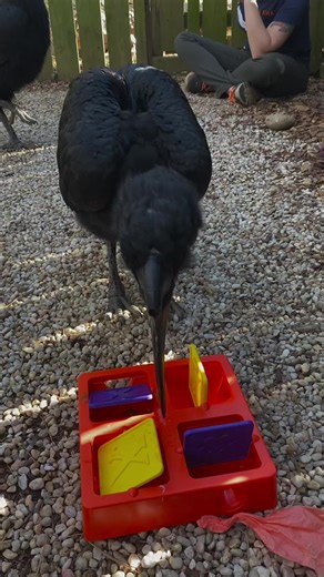 2.5K views · 28 reactions | Why do our birds receive different...