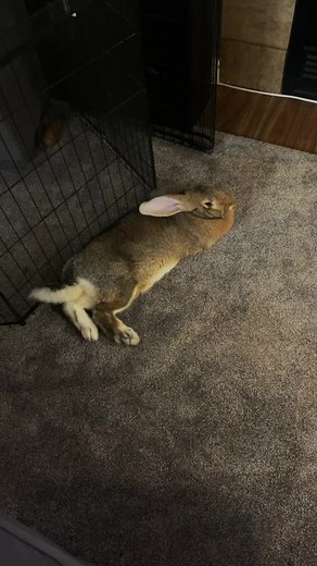 Unleashing the Bunitude: The True Facts About Rabbit Attitude