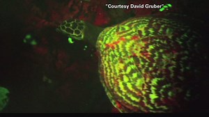 A glow-in-the-dark turtle was captured in stunning video recently released by scientists. The turtle is the first reptile ever discovered to be biofluorescent, meaning it reflects light and re-emits it as different colors. The sight was “absolutely gorgeous,” according to the photographer, who added that biofluorescent animals have “led to monumental breakthroughs in biomedical science." The video was captured near the Solomon Islands in July, and was released this week. Read KTLA’s story here: 