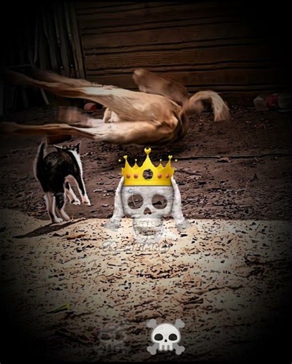Cat is the best Hunter right? #viral #edits