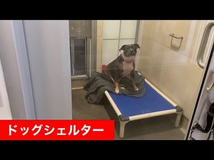 ドッグシェルター