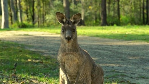 Kangaroo, Look, Sunlight. Free Stock Video