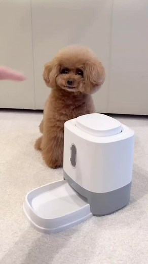 Mistress Teaches Puppy to Retrieve Food: Simple Training Steps
