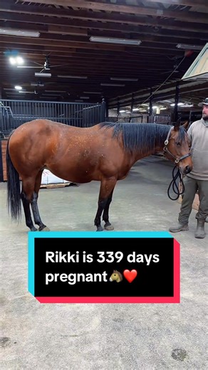 Rikki's Journey: 339 Days of Pregnancy Update