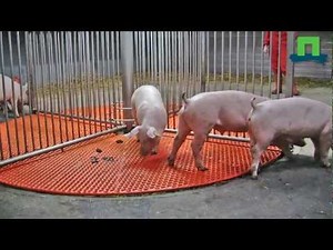 Research in one minute: the pig toilet