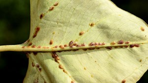 How To Treat Scale On Plants Naturally (15 Useful Ways)