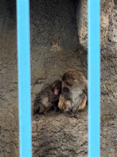 Punch with Moe: Cute Monkey Moments from asarilife