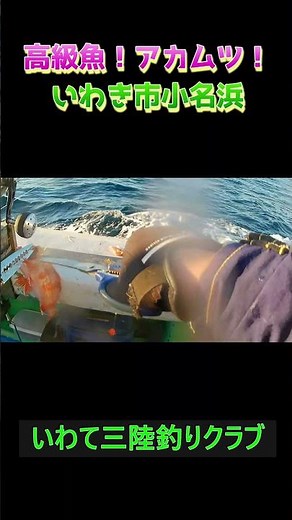 【良型連発】いわき市小名浜で高級魚アカムツ爆釣！中深場ジギング実釣 01オープニング #shorts