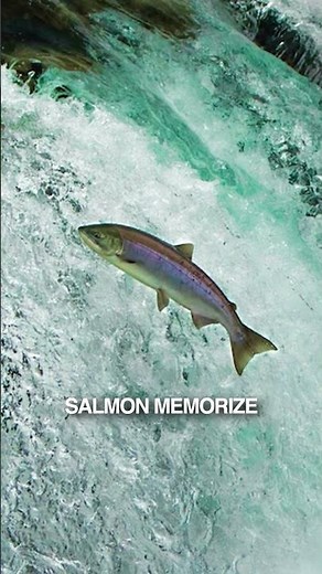 How do salmon migrate thousands of miles without getting lost?