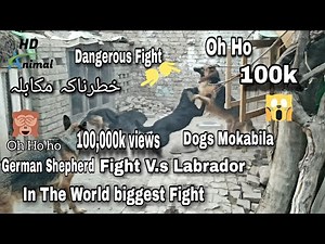 Dog Fight Dangerously Fight in the world bigest fight | German and Labrador