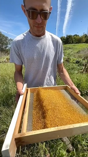 221K views · 12 reactions | This pollen taste so good!  #california #bees #pollen #beekeeper #beekeeping #nature #insects #animals | California Bee Company | Facebook