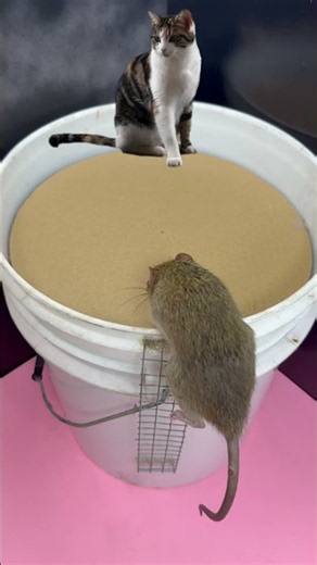 The cat caught a mouse and put it into a plastic bucket #rat