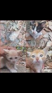 En Adopción Responsable y definitiva Estas ternuritas, de mes y medio,un machitoy dos hembritas Serán rescatados para darlos en adopción responsable Son sociables Se dan desparasitados y sin pulguitas Comen croquetas ,usan arenero Compromiso de esterilización Se dan con kit de bienvenida Comunicarse al 0992883355 Compartir  | Adopción Animal Guayaquil - AG | Facebook