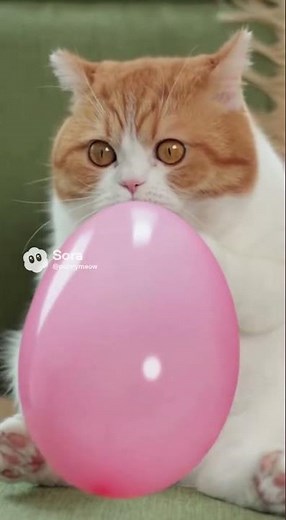 The Cat That Exploded Into Eggs 😹💥 #cat #cute #pets #turkishcat #animals #animallife #cutecat