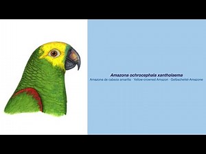 Video Encyclopedia of Parrot Species - #306 Amazona ochrocephala xantholaema