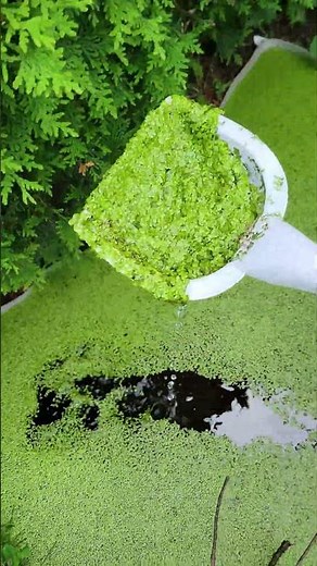 Infinite Chicken Feed : Duckweed Farming