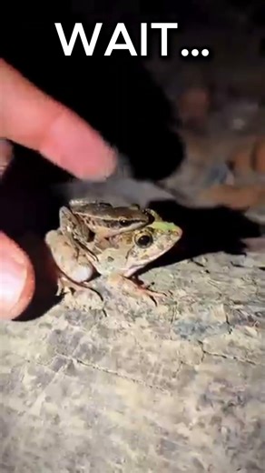 Funny Frog Escape 😂 Got It…Until It Wasn’t