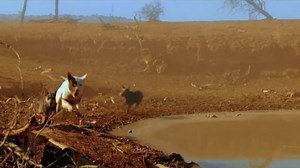 Razorback.1984.BDRip.1080p.MULTi.HDLight.AC3.5.1.My.Dread-Team