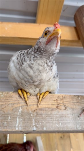 140K views · 2.4K reactions | Kiwi and her friends chilling… while Marble on the top bar ready to jump… standing under him was a bit risky  | My lovely Animals | Facebook