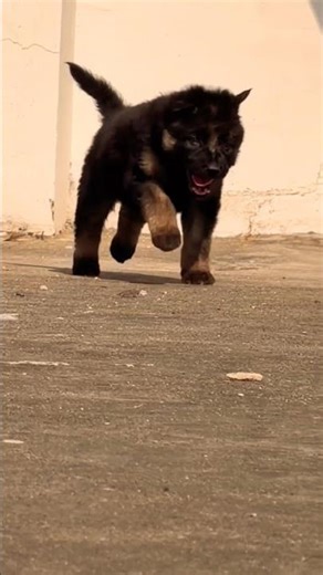 Call 8810623046 German Shepherd available 🐶Strong body trained mind Booking open #gsdlover #alangu