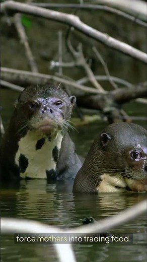 Dark Animal Truth - Otters